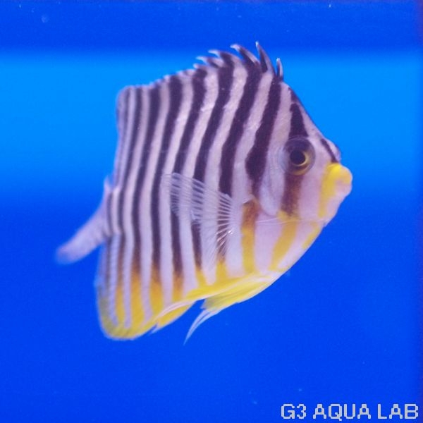 ޥåޥ˥黺7.0cm[Y223-S0212]