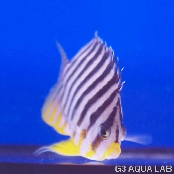 ޥåޥ˥黺7.0cm[Y223-S0212]