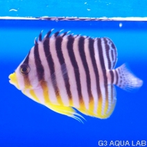 ���ޥ�å����ޥ˥黺����7.0cm��[Y223-S0212]