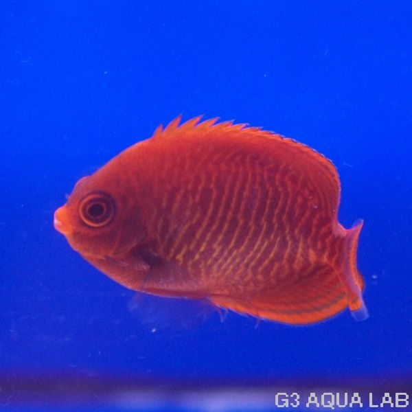 ������ǥ󥨥󥼥롡��6.0cm��[Y225-S0212]