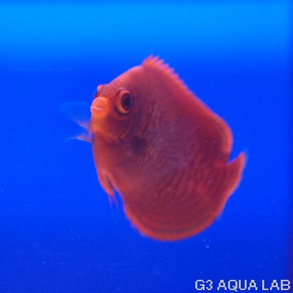 ������ǥ󥨥󥼥롡��6.0cm��[Y225-S0212]