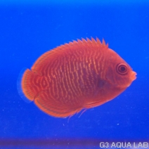 ������ǥ󥨥󥼥롡��6.0cm��[Y225-S0212]