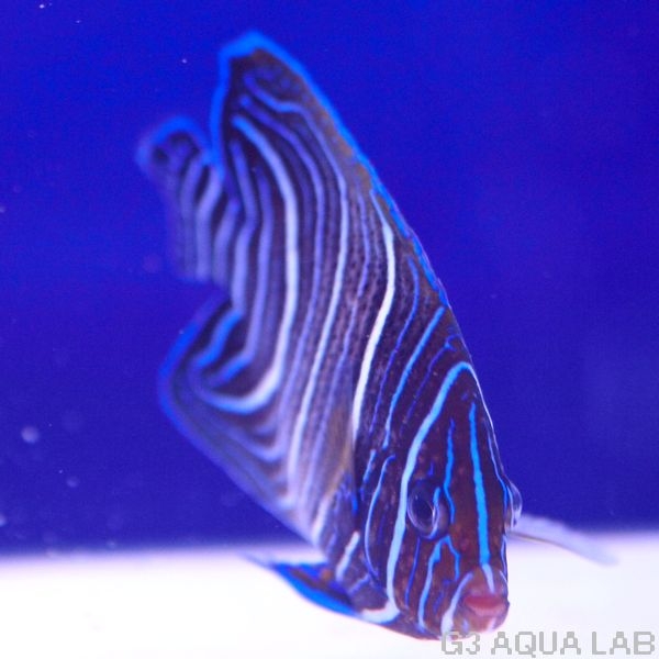 �����ʥߥ�å���Ⱦ�������顼����12.0cm��[Y226-S0212]