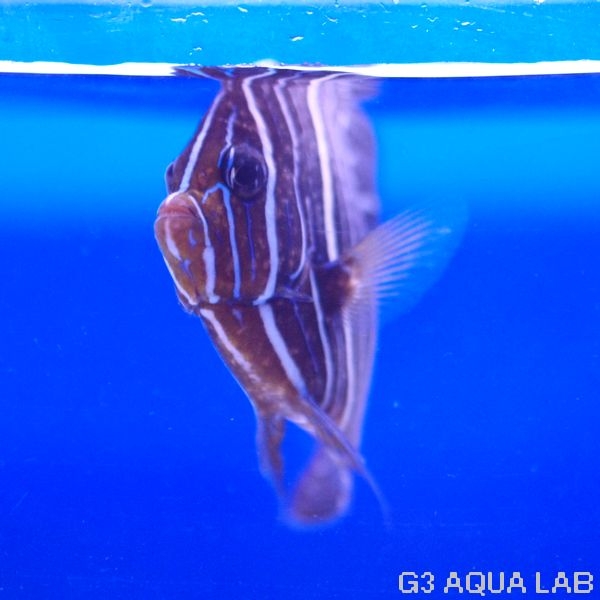 �����ʥߥ�å���Ⱦ�������顼����12.0cm��[Y226-S0212]