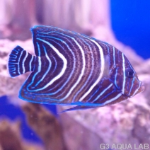 �����ʥߥ�å���Ⱦ�������顼����12.0cm��[Y226-S0212]