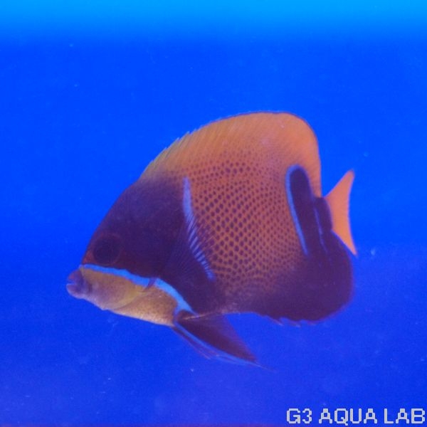 ���ʥ��ޥ�å����������顼����7.0cm��[Y227-S0212]