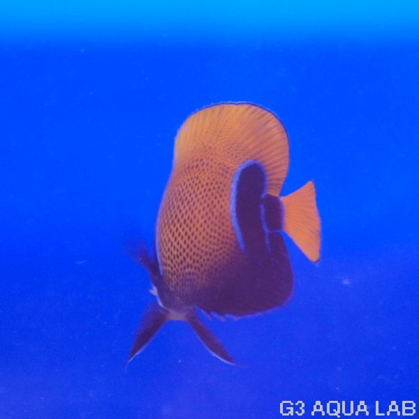 ���ʥ��ޥ�å����������顼����7.0cm��[Y227-S0212]