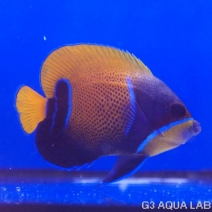 ���ʥ��ޥ�å����������顼����7.0cm��[Y227-S0212]
