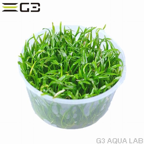 ���֥饰�饹��̵�����ȿ����ܡ�[C3350]