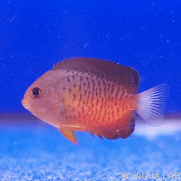 �����ϥ��å�����4.0-5.0cm��[Y235-S0319]