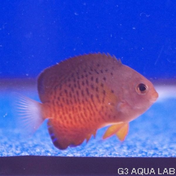 ϥå4.0-5.0cm[Y235-S0319]