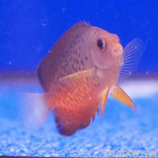 �����ϥ��å�����4.0-5.0cm��[Y235-S0319]