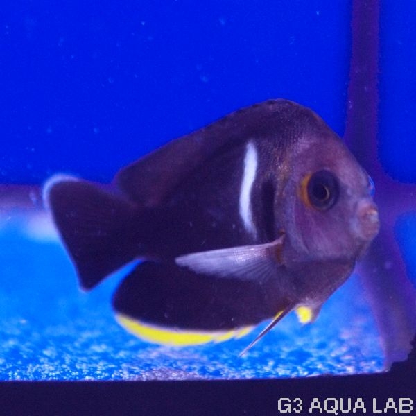 ���֥��å�����4.0-5.0cm��[Y236-S0319]