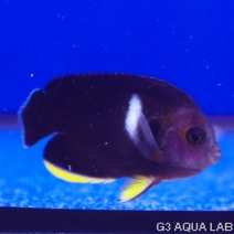 ���֥��å�����4.0-5.0cm��[Y236-S0319]