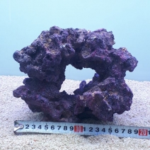 ����֥��� �饤�ե��å� �������ץ� �ꤢ������ 1��[4971664433700-1]