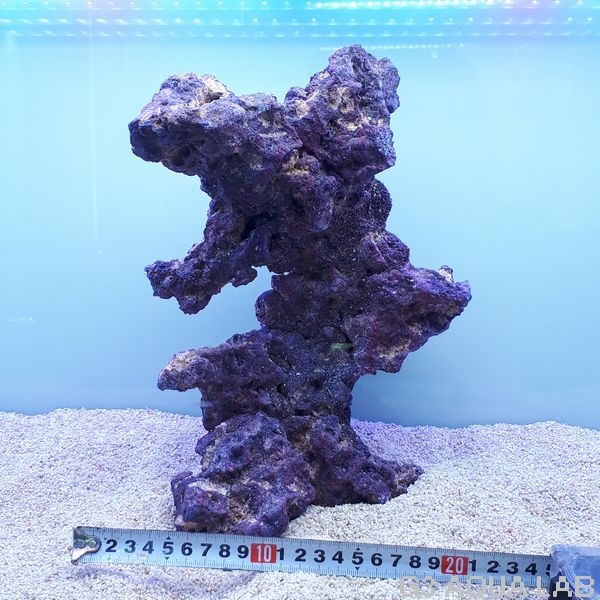 ����֥��� �饤�ե��å� ������ 1��[4971664433724-1]