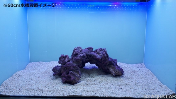 ����֥��� �饤�ե��å� ������ 1��[4971664433724-1]