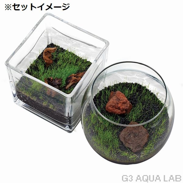 ニッソー 育てる水草の種 ストレートヘアー&ロック