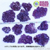 �͹��饤�֥��å� Real Reef Rock S&M������ ��7kg