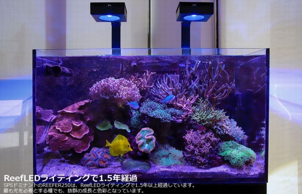 ��åɥ��� �꡼��LED ReefLED90 �ޥ���ȥ����ॻ�å�