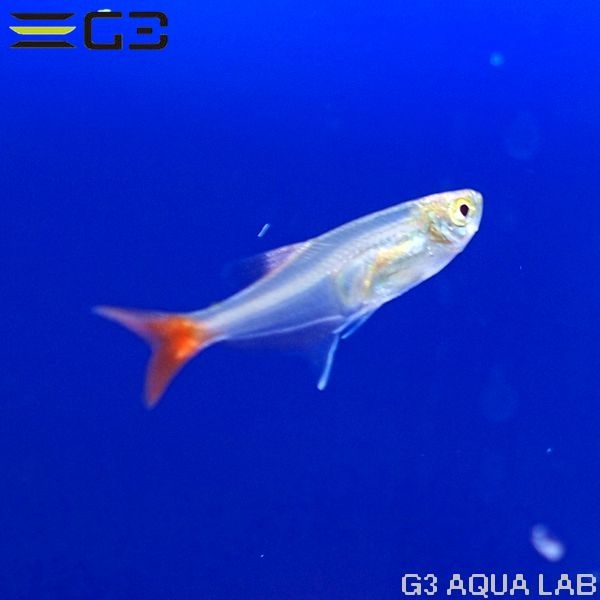 グラス・ブラッドフィンテトラ 約3cm 3匹 (サンプル画像)