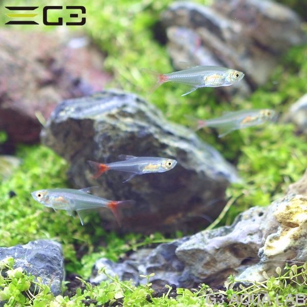 グラス・ブラッドフィンテトラ 約3cm 3匹 (サンプル画像)