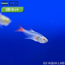 ���饹���֥�åɥե���ƥȥ� ��3cm 3ɤ �ʥ���ץ������