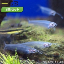 ȥ󥹥롼ȥ饹å 4-7cm 2ɤ