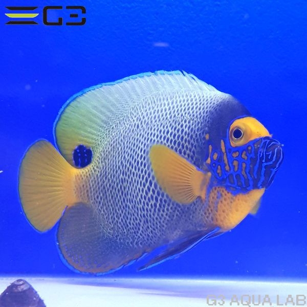 ���ǥ�å��ʥ֥롼�ե������ˡ���11.0cm��[Y251-T0610]