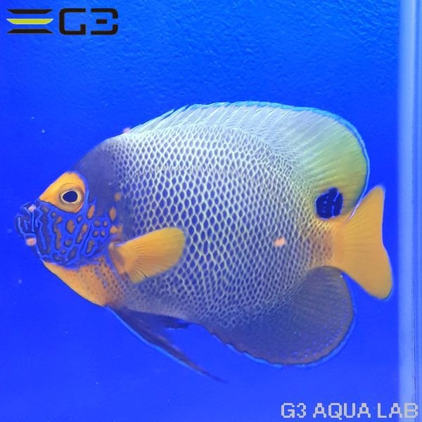 ���ǥ�å��ʥ֥롼�ե������ˡ���11.0cm��[Y251-T0610]