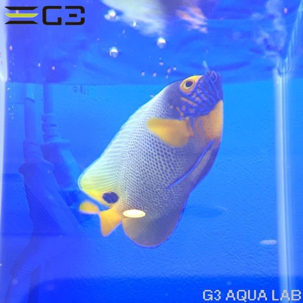 ���ǥ�å��ʥ֥롼�ե������ˡ���11.0cm��[Y251-T0610]