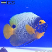 ���ǥ�å��ʥ֥롼�ե������ˡ���11.0cm��[Y251-T0610]