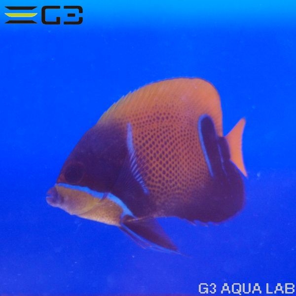 ���ʥ��ޥ�å�Pomacanthus navarchus��[Y252-T0610]