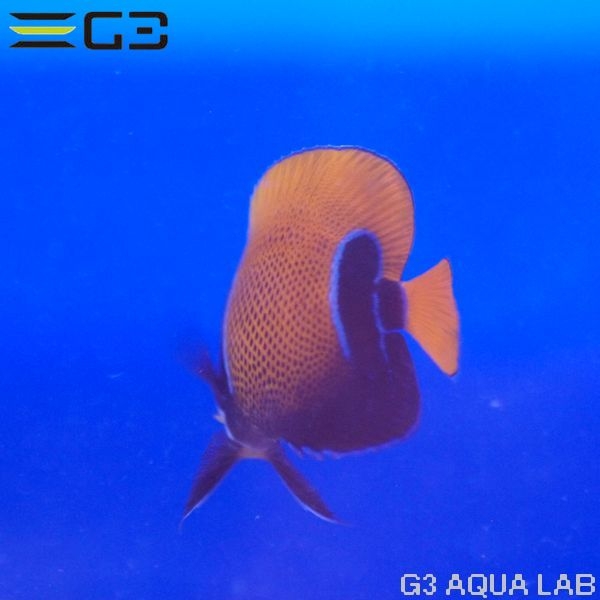 ���ʥ��ޥ�å�Pomacanthus navarchus��[Y252-T0610]