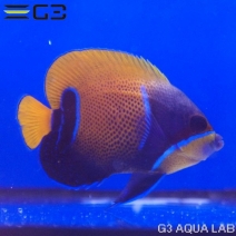���ʥ��ޥ�å�Pomacanthus navarchus��[Y252-T0610]