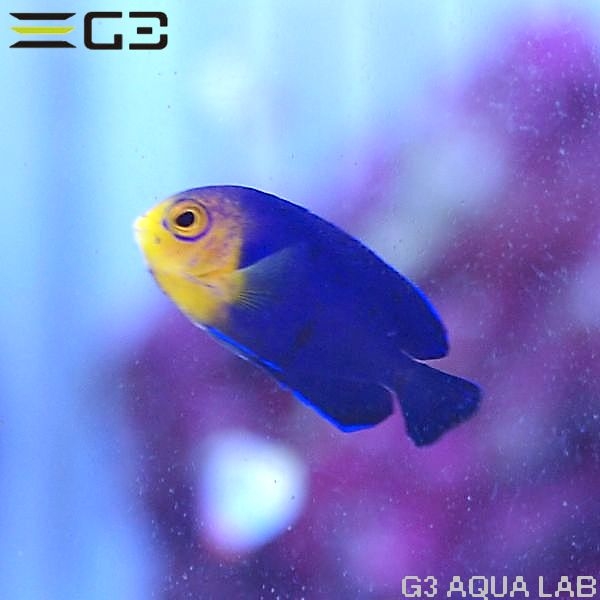 ������֥ԥ��ߡ����󥼥롡��3.5cm��[Y256-K0521]