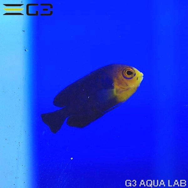 ������֥ԥ��ߡ����󥼥롡��3.5cm��[Y256-K0521]