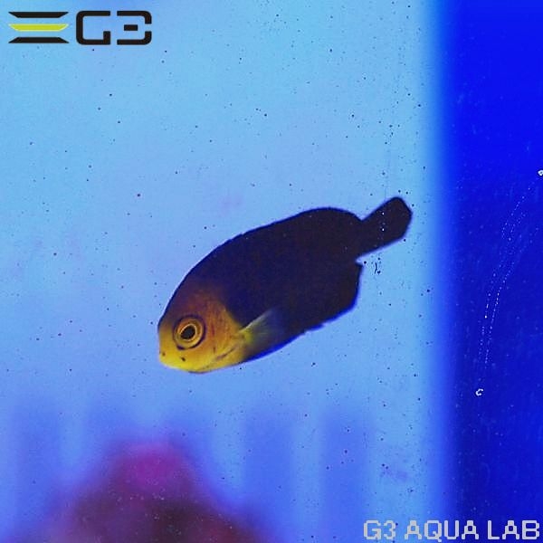 ������֥ԥ��ߡ����󥼥롡��3.5cm��[Y256-K0521]