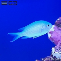 �ǥХ����ᡡChromis viridis����3cm��[Y259-S0502]