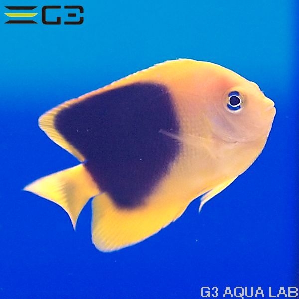 ���å��ӥ塼�ƥ�������5cm��[Y260-K0701]