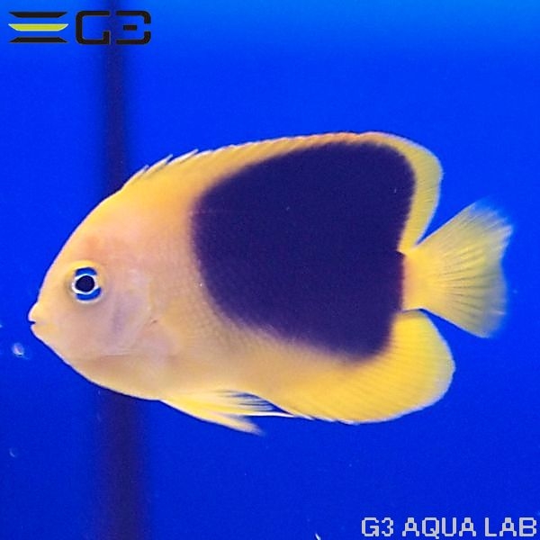 ���å��ӥ塼�ƥ�������5cm��[Y260-K0701]