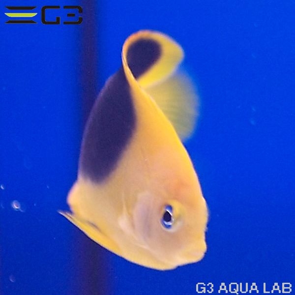 åӥ塼ƥ5cm[Y260-K0701]