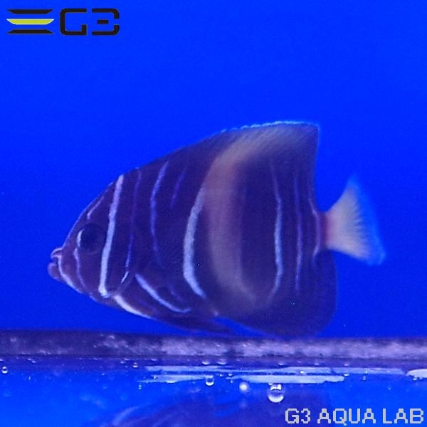 �ޥ��������������֥꡼�ɸ��Ρ���4.5cm��[Y261-K0701]