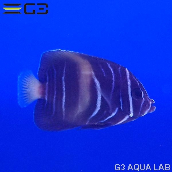 ޥ֥꡼ɸΡ4.5cm[Y261-K0701]