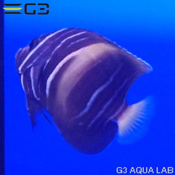 ޥ֥꡼ɸΡ4.5cm[Y261-K0701]