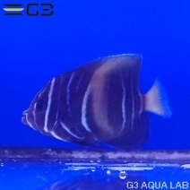 �ޥ��������������֥꡼�ɸ��Ρ���4.5cm��[Y261-K0701]