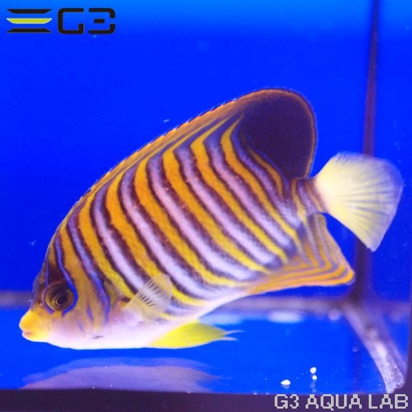 �˥�����å���Pygoplites diacanthus��[Y268-W0705]