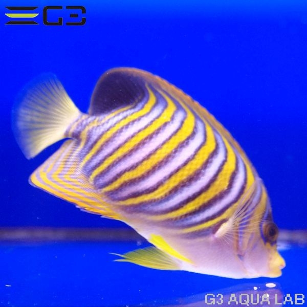 �˥�����å���Pygoplites diacanthus��[Y268-W0705]