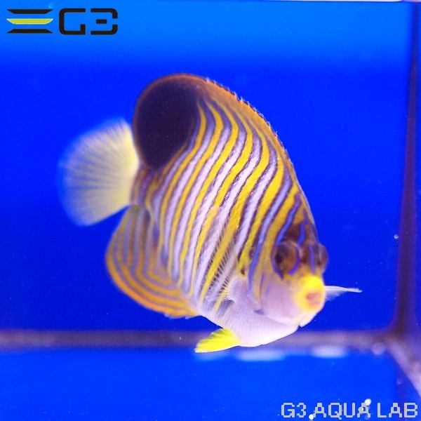 �˥�����å���Pygoplites diacanthus��[Y268-W0705]