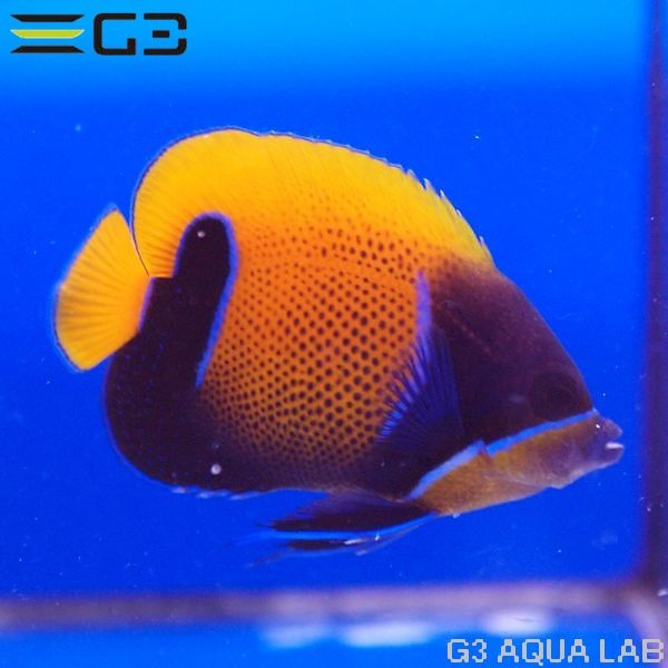 ���ʥ��ޥ�å�Pomacanthus navarchus��[Y269-W0705]